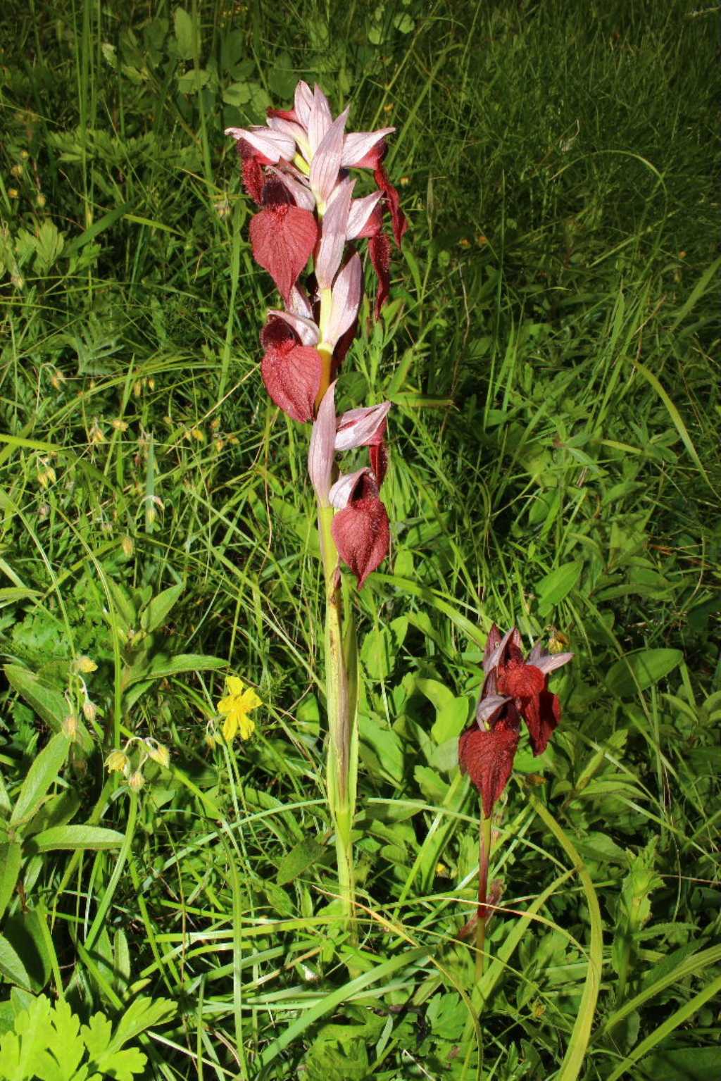 Serapias cordigera-Genova